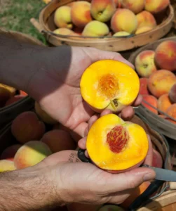 apricots skin