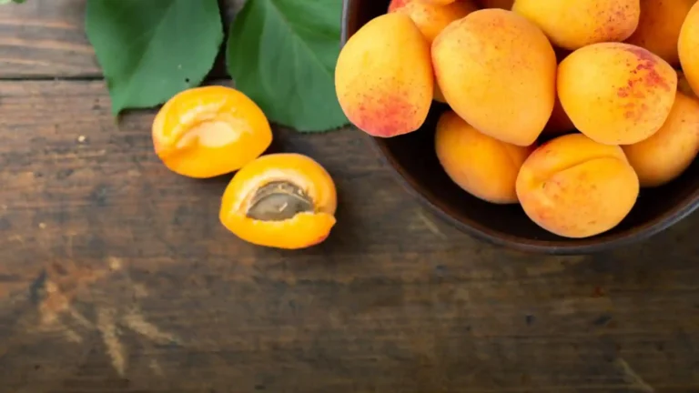 Growing apricots