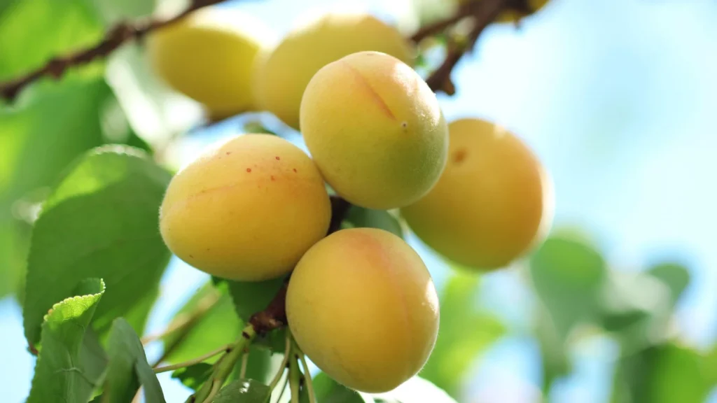 Apricot tree